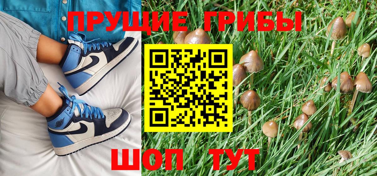 Псилоцибиновые грибы Psilocybine cubensis Ржев